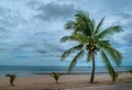 Coconut tree on beach with cloudy sky background over sea water at Ban Krut beach ,Prachuoapkirikhun south of Thailand. Royalty Free Stock Photo