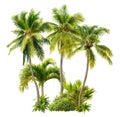 Cut Out Palm Grove. Palm Tree Isolated On White Background