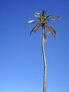 Coconut tree in the beach, Ipanema, Rio