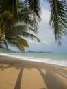 Coconut tree on the beach in Koh Samui Royalty Free Stock Photo