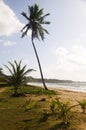 Coconut tree beach long bag corn island nicaragua Royalty Free Stock Photo