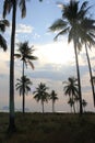 Coconut tree on the beach