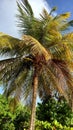 coconut tree on the beach of petit havre, guadeloupe Royalty Free Stock Photo
