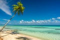 Coconut tree in a beach in Tikehau Royalty Free Stock Photo