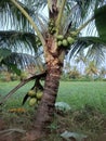 The coconut tree is bearing fruit. This is a short coconut tree with green fruit Royalty Free Stock Photo