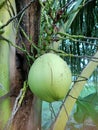 The coconut tree is bearing fruit. This is a short coconut tree with green fruit Royalty Free Stock Photo