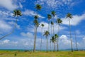 Coconut tree and beautiful nature at sunny day with cloudy blue sky background Royalty Free Stock Photo