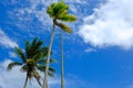 Coconut tree and beautiful nature at sunny day with cloudy blue sky background Royalty Free Stock Photo