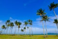 Coconut tree and beautiful nature at sunny day with cloudy blue sky background Royalty Free Stock Photo