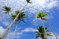 Coconut tree and beautiful nature at sunny day with cloudy blue sky background Royalty Free Stock Photo