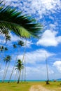 Coconut tree and beautiful nature at sunny day with cloudy blue sky background Royalty Free Stock Photo