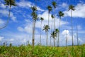 Coconut tree and beautiful nature at sunny day with cloudy blue sky background near the beach Royalty Free Stock Photo