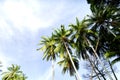 Coconut tree and beautiful nature at sunny day with cloudy blue sky Royalty Free Stock Photo