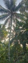 coconut tree behind the house