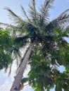 coconut tree below a clear sky Royalty Free Stock Photo
