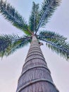 coconut tree from below with sky in the morning Royalty Free Stock Photo