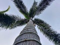 coconut tree from below with sky in the morning Royalty Free Stock Photo