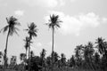 Coconut tree in black and white background