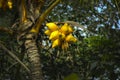Coconut tree with blossom coconuts