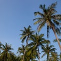 Coconut tree