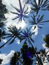coconut tree with blue sky latar