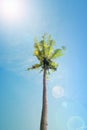 coconut tree blue sky Royalty Free Stock Photo