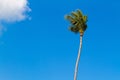 Coconut tree with blue sky