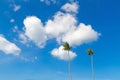 Coconut tree with blue sky