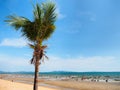Coconut tree on blue sky and sea scape background. Royalty Free Stock Photo