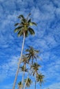 Coconut Tree & Blue Sky Royalty Free Stock Photo