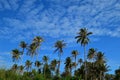 Coconut Tree & Blue Sky Royalty Free Stock Photo