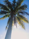 coconut tree blue sky tree trunk green clouds leaves Royalty Free Stock Photo