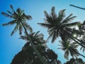 Coconut tree blue sky vibes Royalty Free Stock Photo