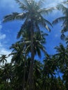 Coconut tree with blue sky and white cloud Royalty Free Stock Photo