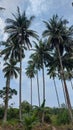 Coconut tree in bluesky at muara badak Royalty Free Stock Photo