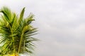 Coconut tree branch isolated on white background. Royalty Free Stock Photo