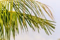 Coconut tree branch leafs isolated on white background. Royalty Free Stock Photo