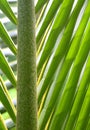 Coconut tree branch with leaves texture background