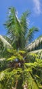 Coconut tree on bule coulds.