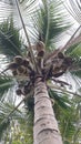 Coconut Tree with Bunch of Coconuts Against Sky Royalty Free Stock Photo