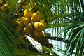 Coconut tree with bunch of coconuts Royalty Free Stock Photo