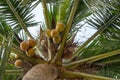 Coconut tree with a bunch of fruit. Fresh brown and green coconut Royalty Free Stock Photo