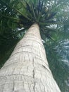 Coconut tree Royalty Free Stock Photo
