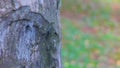 Coconut tree close up with hole for climb to take coconut