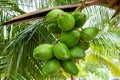 Coconut tree Cocos nucifera fruit closeup, unripe, green - Pembroke Pines, Florida, USA