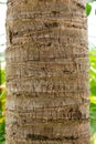 Coconut tree Cocos nucifera trunk bark, closeup - Pembroke Pines, Florida, USA Royalty Free Stock Photo