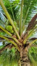 Coconut Tree Common Sight in Tropical Philippine Islands