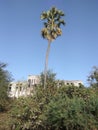 Coconut tree in concrete jungle