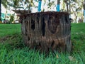 Coconut tree cut down in garden Royalty Free Stock Photo