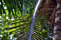 Coconut Tree died brown leaf Royalty Free Stock Photo